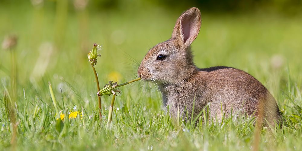 Estée Lauder rejoint la campagne pour interdire la cruauté envers les animaux d'ici 2023