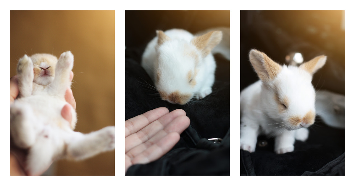 Vous n'allez pas croire comment ce bébé lapin a eu une seconde vie ! [Video]