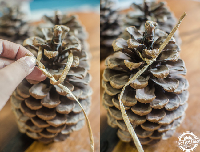 étape 1 - comment fabriquer une mangeoire à oiseaux en pomme de pin - attacher une ficelle ou une ficelle sur la pomme de pin