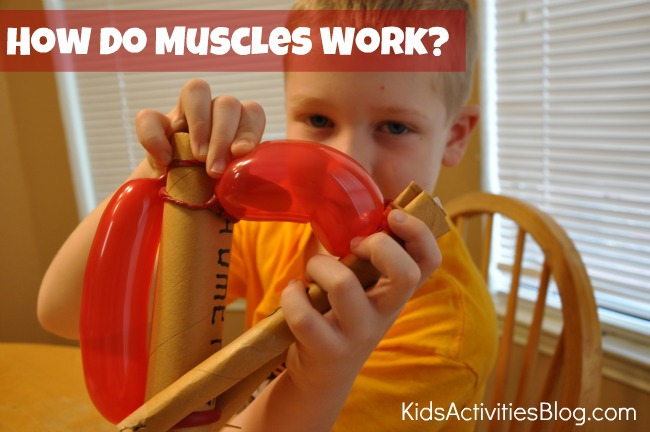 comment fonctionnent les muscles texte : comment fonctionnent les muscles - Blog d'activités pour enfants - modèle de muscle de ballon fini tenu par l'enfant