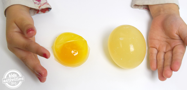 Expérience d'œufs dans du vinaigre pour les enfants - les mains d'un enfant avec deux œufs comparant à quoi ils ressemblent