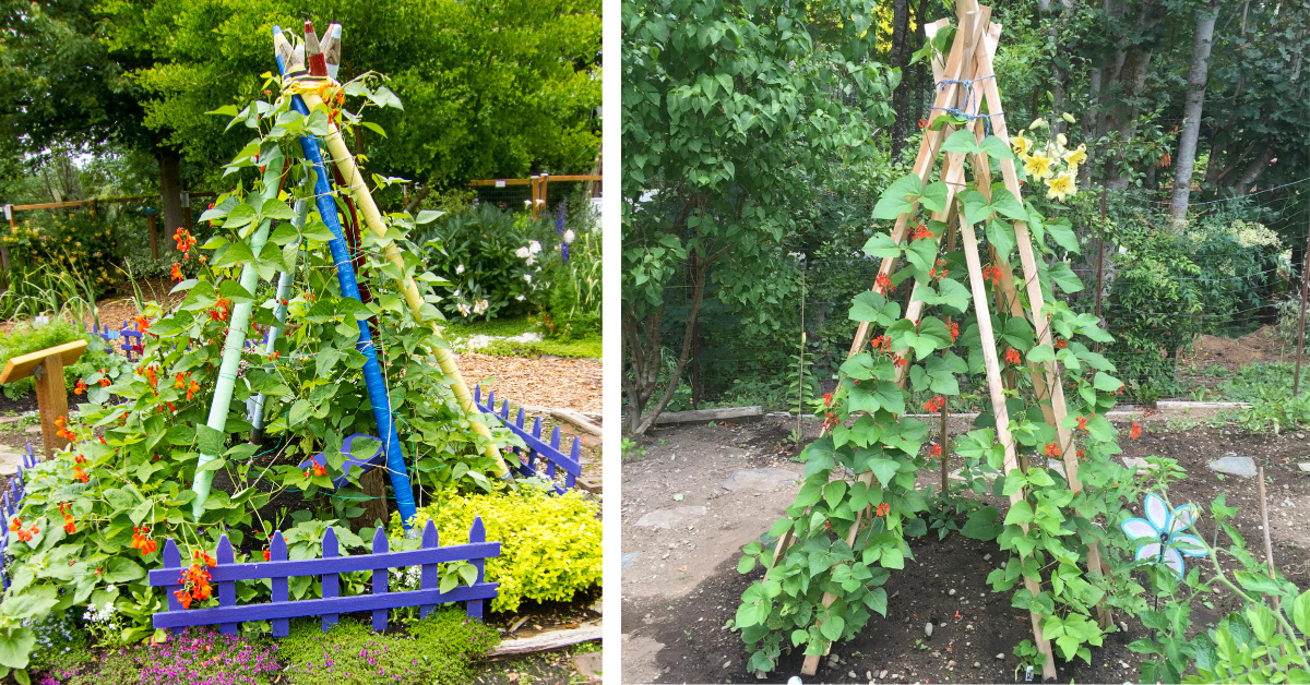 Vos enfants vont adorer une tente de jardin Bean Pole.  Voici comment en fabriquer un