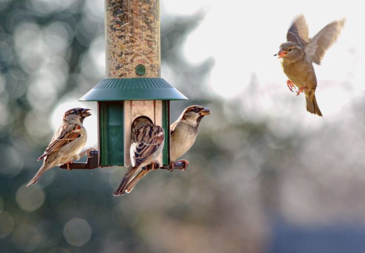 Nourrissez les oiseaux le jour de la Terre - Blog d'activités pour enfants