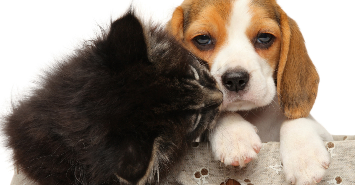 Ce chat rencontre les nouveaux chiots et ne sait pas quoi penser…[Video]