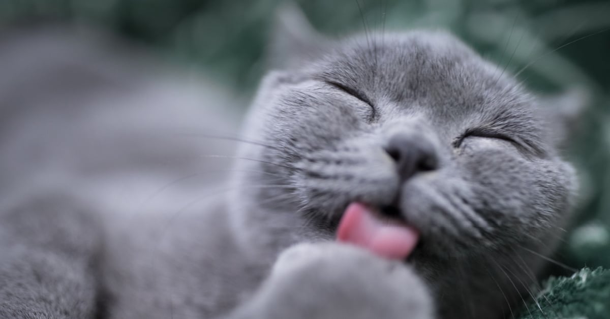 Ce gentil chat réconforte son propriétaire à chaque fois qu'il pleure [Video]