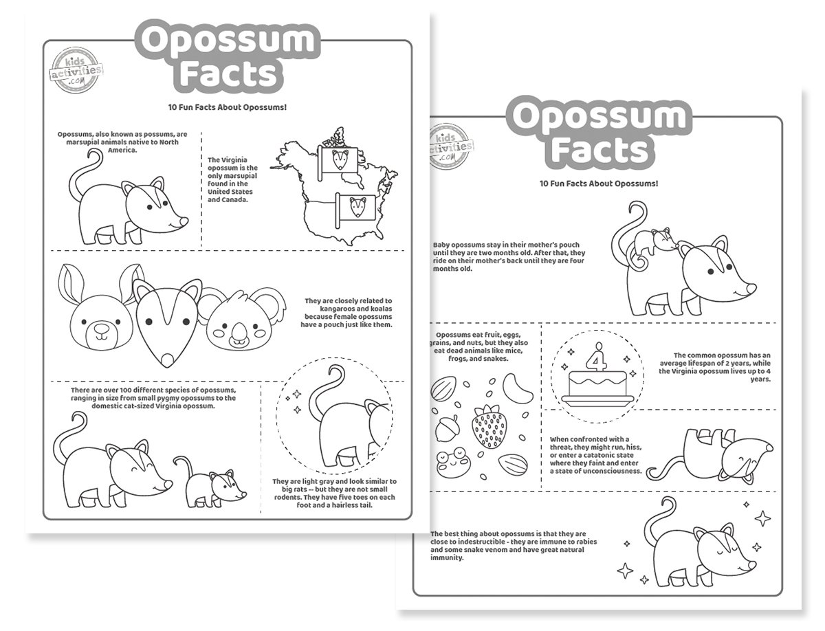 Faits surprenants sur l'opossum pour les enfants que vous pouvez imprimer