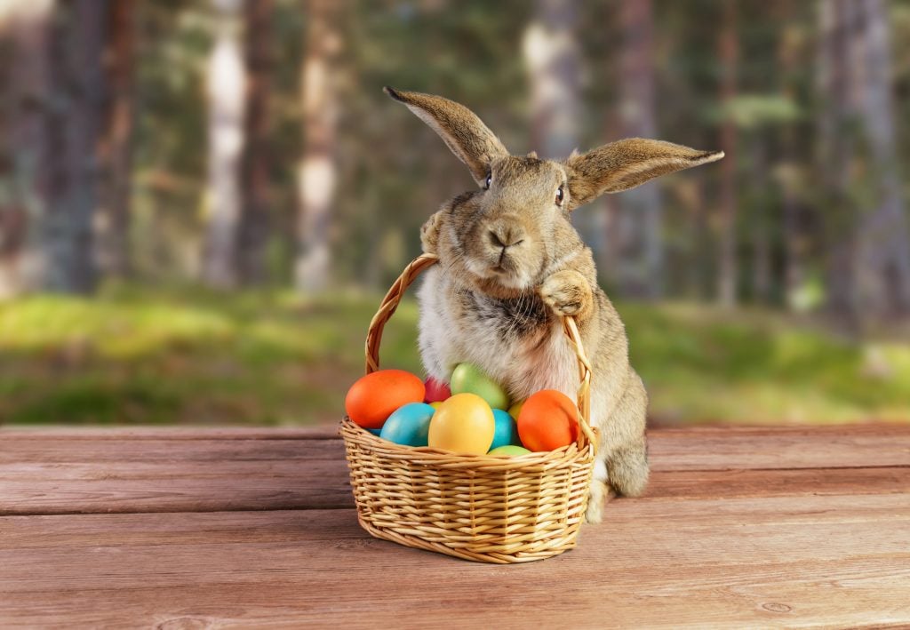 Informations sur Easter Bunny Tracker : le lapin de Pâques livre des paniers de Pâques, tout comme le Père Noël livre des cadeaux.