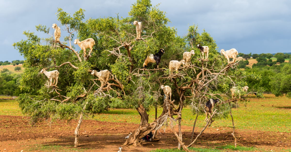 Les chèvres grimpent aux arbres.  Tu dois le voir pour le croire! [Video]