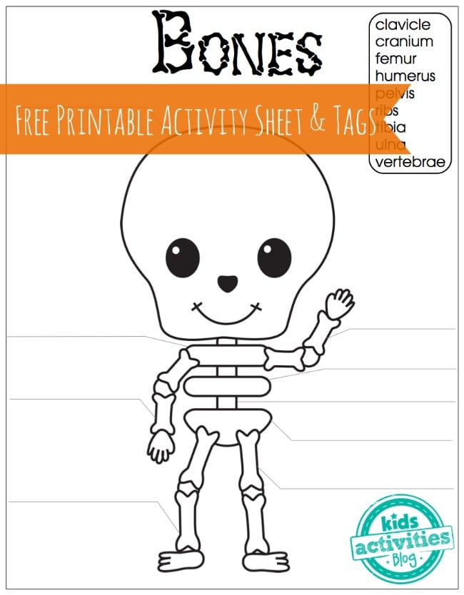 Feuille d'activités et étiquettes imprimables gratuites sur les os du squelette pour les enfants.  Un squelette souriant a des espaces à remplir pour chacun des mots de la banque de mots, au-dessus de sa tête.  « clavicule » « crâne » « fémur » « humérus » « bassin » « côtes » « tibia » « cubitus » « vertèbres »