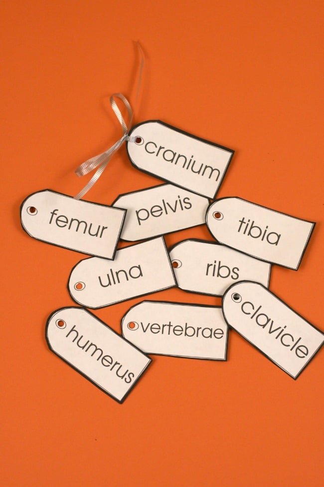 étiquettes imprimables d'os de squelette pour les enfants dans une pile.  Un attaché avec un ruban.  "Crâne" "bassin" "tibia" "fémur" "cubitus" "côtes" "clavicule" "vertèbres" "humérus"