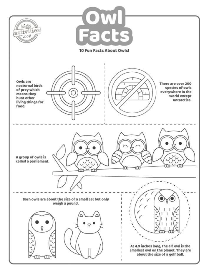 Capture d'écran d'un hibou noir et blanc.