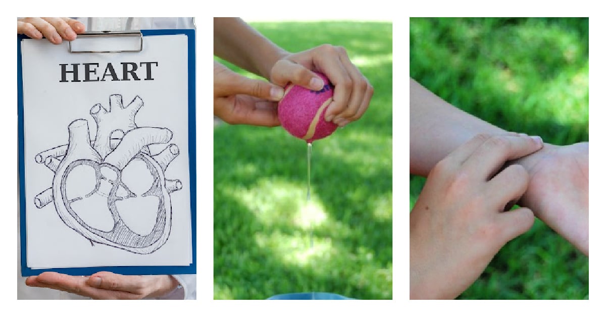Cœur humain pour les enfants : activité pratique sur le cœur