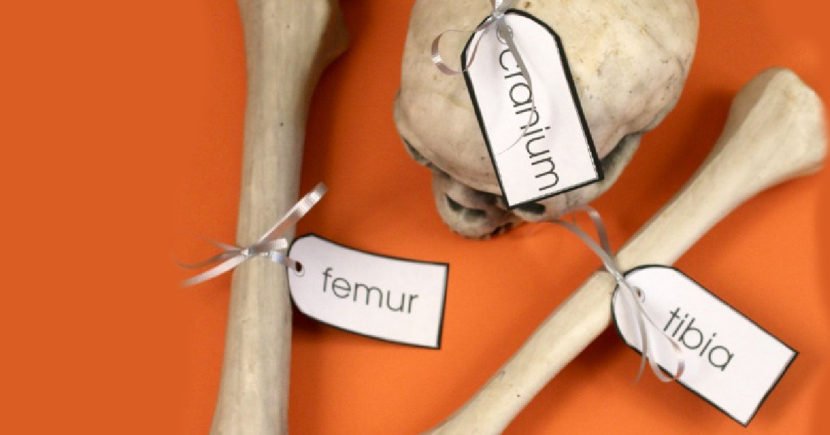 Os du squelette – Anatomie humaine simple pour les enfants