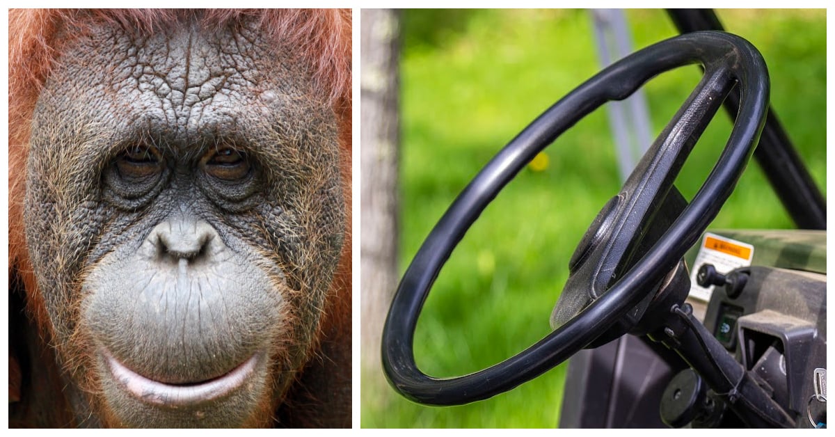 Après avoir regardé cet orang-outan conduire, j'ai besoin d'un chauffeur ! [Video]