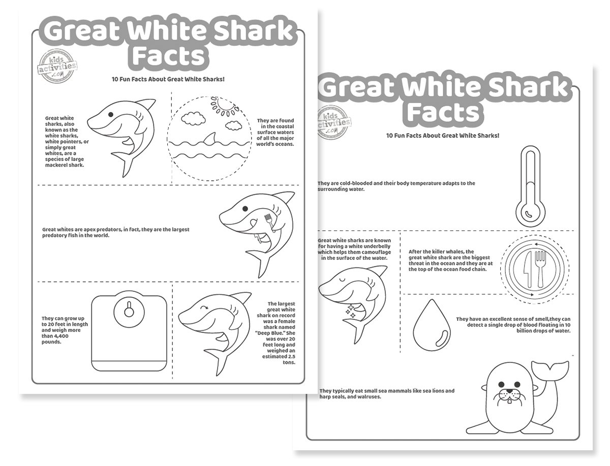 Faits sur les grands requins blancs qui sont amusants à apprendre