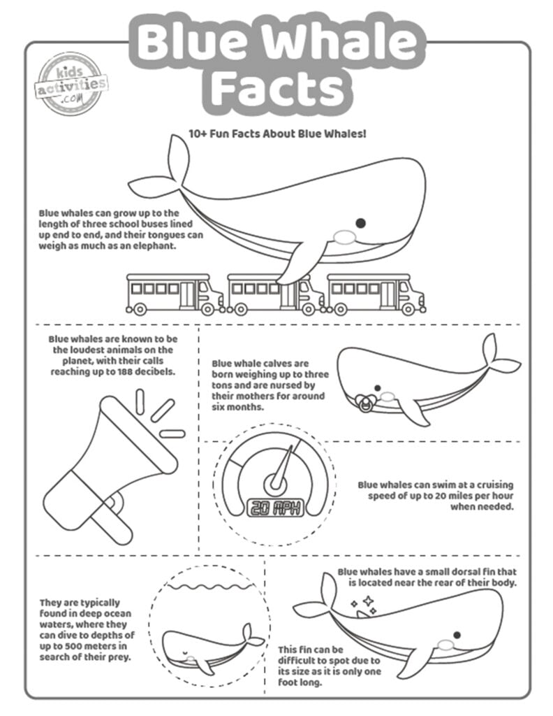 Capture d'écran d'un coloriage en noir et blanc avec des faits sur les baleines bleues.