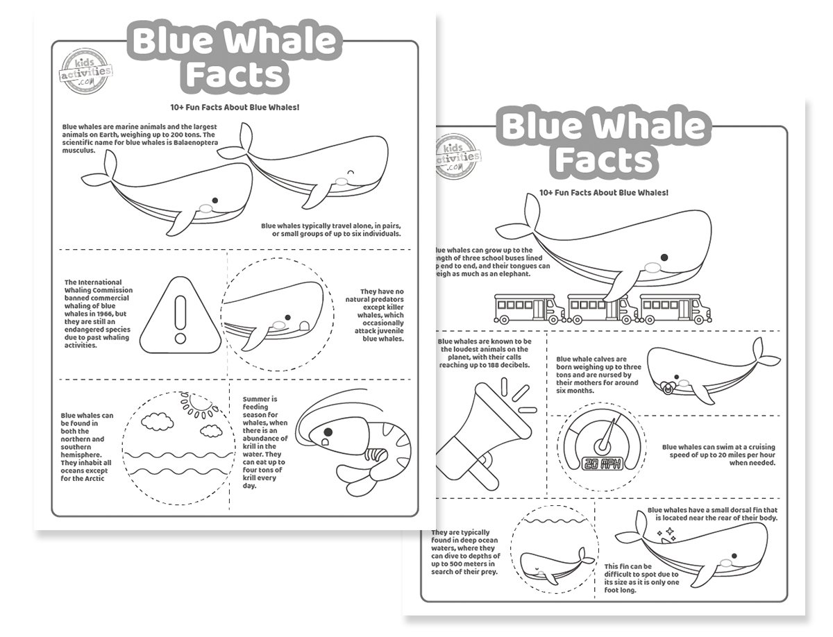 Faits amusants sur les baleines bleues