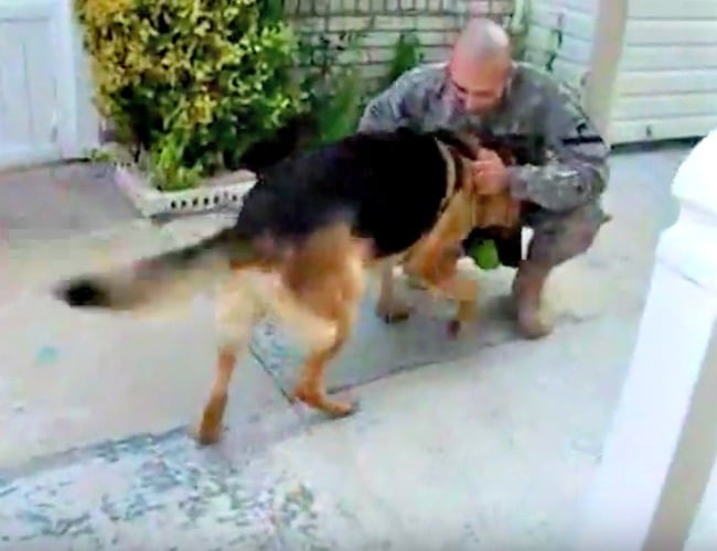 vidéos de berger allemand – capture d'écran d'une vidéo d'un chien réuni avec un soldat – blog d'activités pour enfants