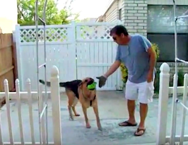 vidéos de berger allemand – capture d'écran du berger allemand avec papa – blog d'activités pour les enfants