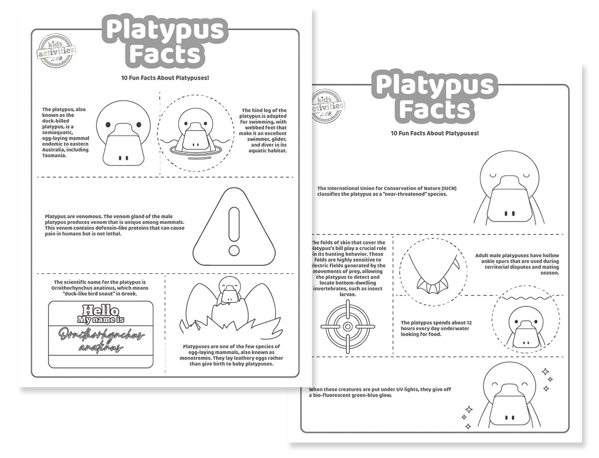 Faits sur l'ornithorynque pour les enfants cool