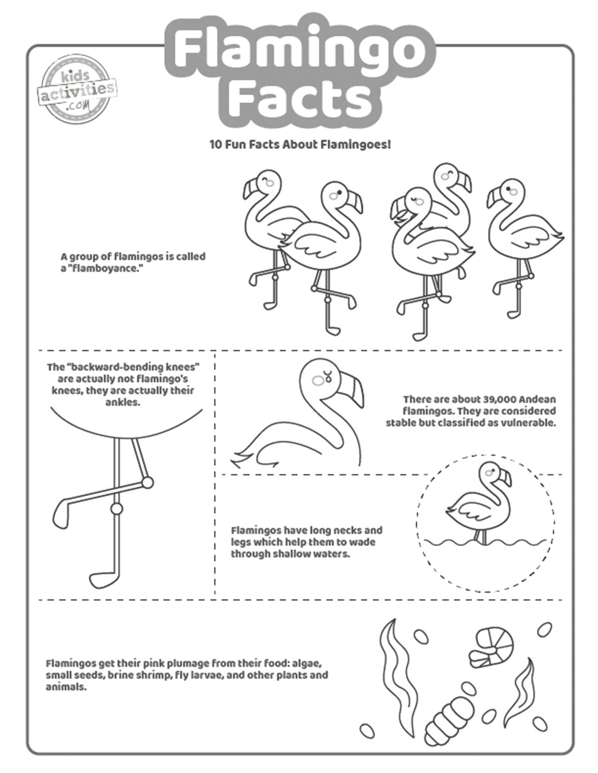 Capture d'écran d'une page à colorier en noir et blanc avec des faits sur les flamants roses