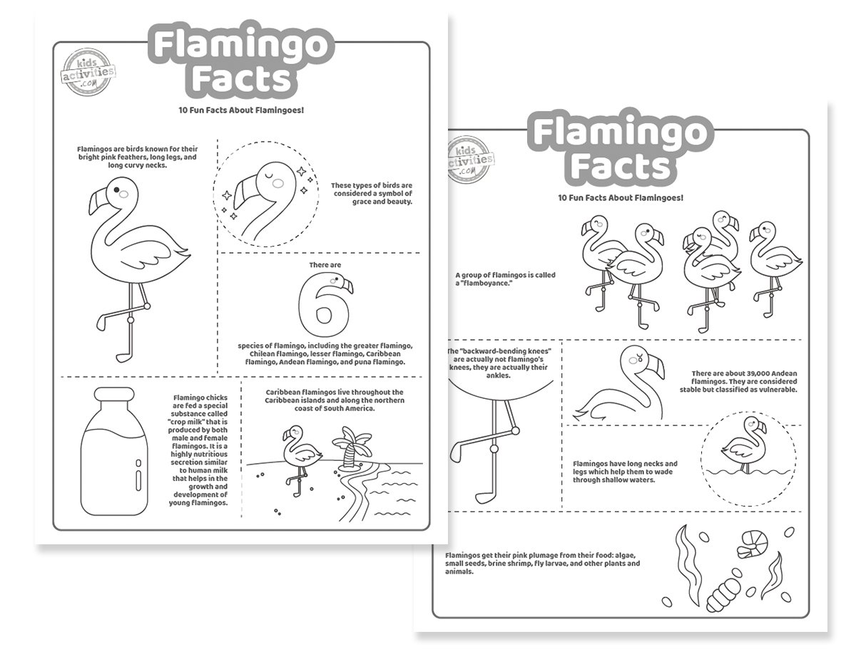 Faits amusants et flamboyants sur les flamants roses pour les enfants