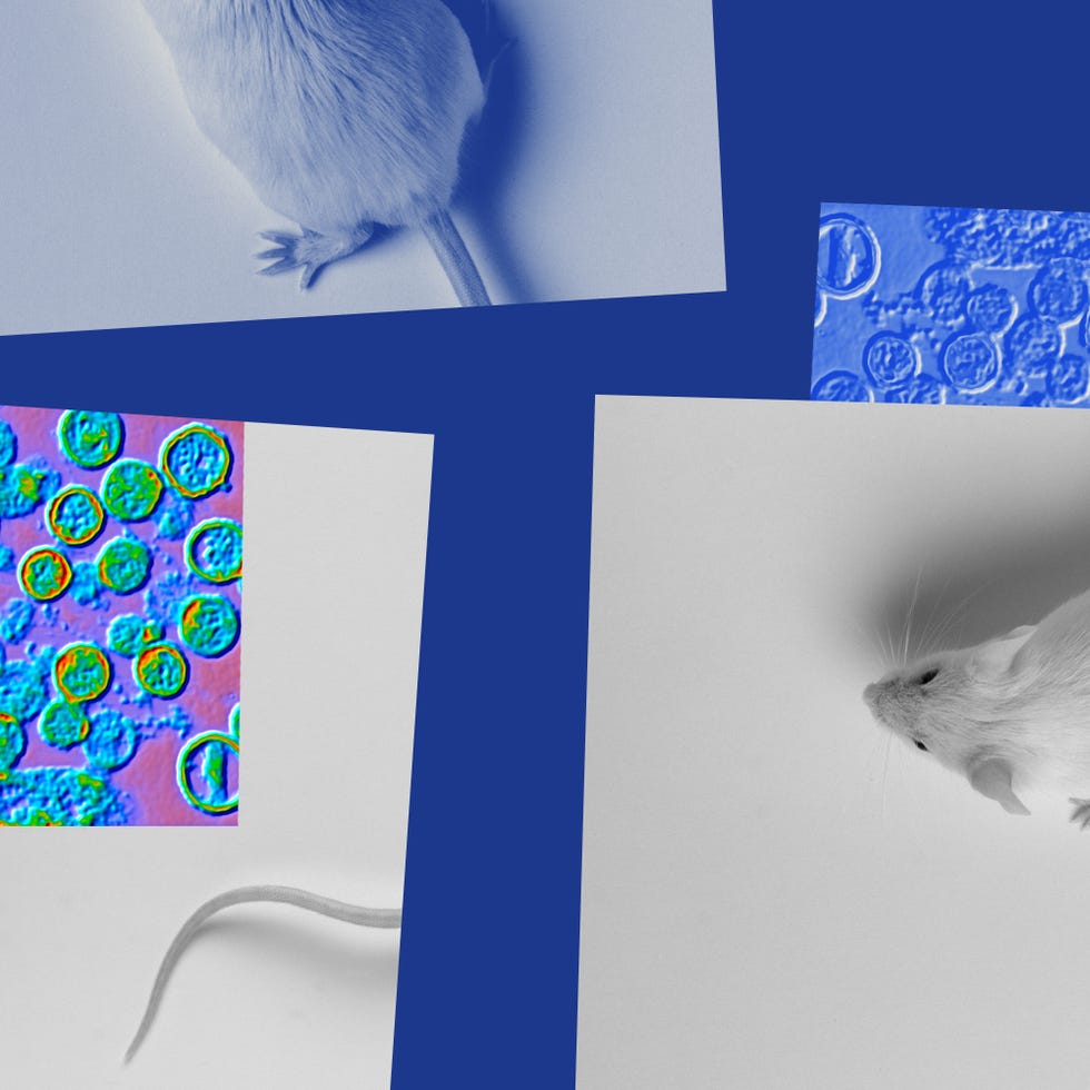 Images de souris et de cellules microscopiques sur fond bleu.